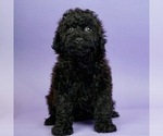 Puppy 6 Poodle (Toy)