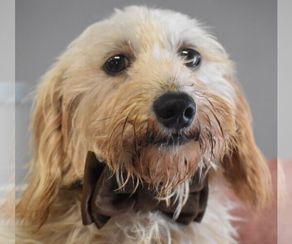 Medium Photo #6 Dachshund Puppy For Sale in Shelbyville, TN, USA