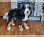 Small #3 Bernedoodle