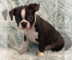 Boston Terrier Puppy for sale in RIDGEVILLE, SC, USA