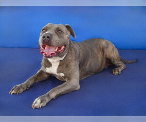 NINA - Female Mutt Dog for Adoption - Photo #2