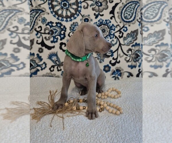Medium Photo #5 Weimaraner Puppy For Sale in LEWISBURG, KY, USA