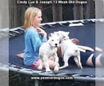 Small Photo #186 Dogo Argentino Puppy For Sale in PINEVILLE, MO, USA