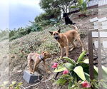 Small #3 Dutch Shepherd  Mix