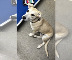Labrador Retriever-Unknown Mix Dogs for adoption in Sterling, MA, USA