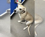 Princess 5mo (AVA 10/21) - Female Labrador Retriever-Unknown Mix Dog for Adoption - Small photo