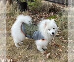 Small #2 American Eskimo Dog