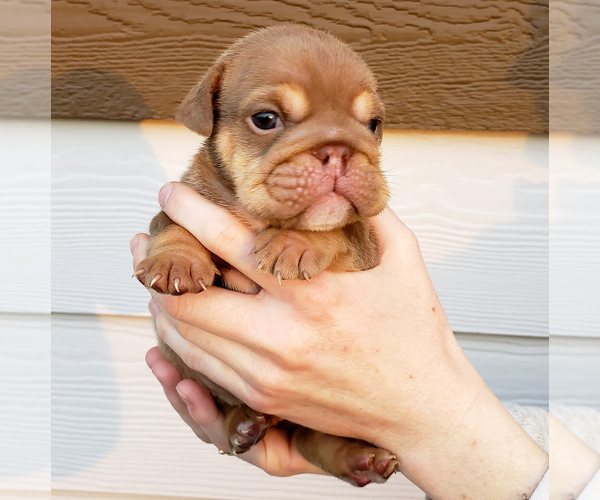 Medium Photo #2 English Bulldog Puppy For Sale in PASCO, WA, USA