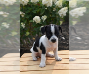 Chihuahua Puppy for sale in SENECA FALLS, NY, USA