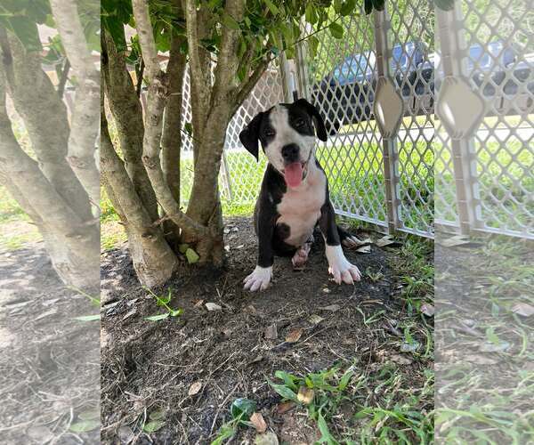 Medium Photo #7 American Staffordshire Terrier-Unknown Mix Puppy For Sale in Holly Springs, NC, USA