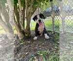 Small #6 American Staffordshire Terrier Mix