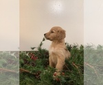 Small Photo #2 Golden Retriever-Goldendoodle Mix Puppy For Sale in HILLSBORO, WI, USA