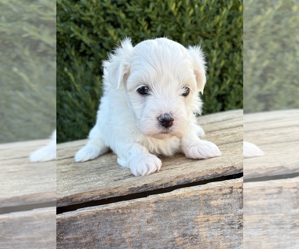 Medium Photo #4 Maltese Puppy For Sale in MIDDLEBURY, IN, USA