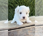Small #3 Maltese