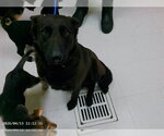 Small German Shepherd Dog Mix