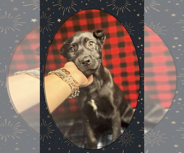 Medium Photo #1 Shepradors Puppy For Sale in Aurora, IN, USA