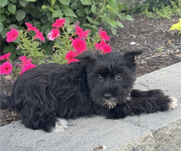 Medium Photo #5 Schnauzer (Miniature) Puppy For Sale in CANOGA, NY, USA