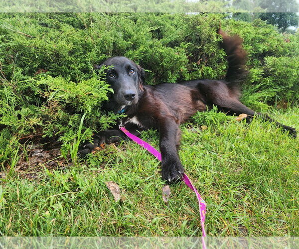 Medium Photo #11 Australian Retriever Puppy For Sale in Buffalo, MN, USA