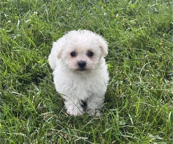 Medium Photo #4 Bichpoo Puppy For Sale in CANOGA, NY, USA