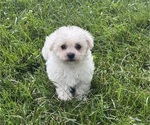 Small #3 Bichpoo