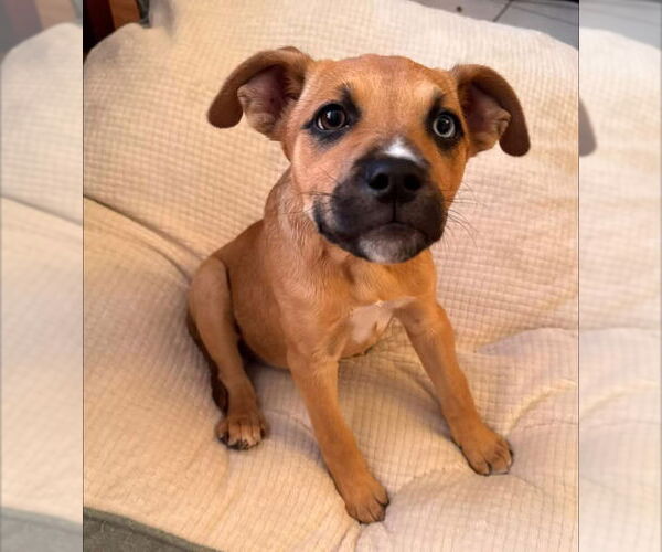 Medium Photo #1 Boxer-Unknown Mix Puppy For Sale in Germantown, OH, USA