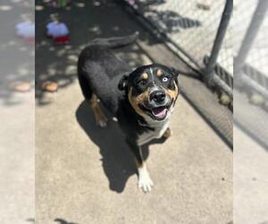 Rottweiler-Siberian Husky Mix Dogs for adoption in Chula Vista, CA, USA