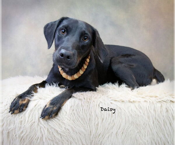 Medium Photo #1 Labrador Retriever-Unknown Mix Puppy For Sale in Hot Springs Village, AR, USA