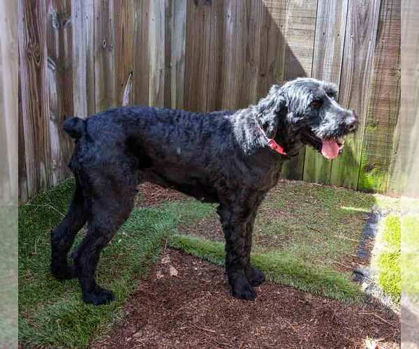 Medium Photo #2 Poodle (Standard)-Retriever  Mix Puppy For Sale in Kennesaw, GA, USA