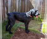Small #1 Poodle (Standard)-Retriever  Mix