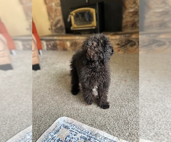 Medium Photo #7 Poodle (Miniature) Puppy For Sale in BRENTWOOD, CA, USA