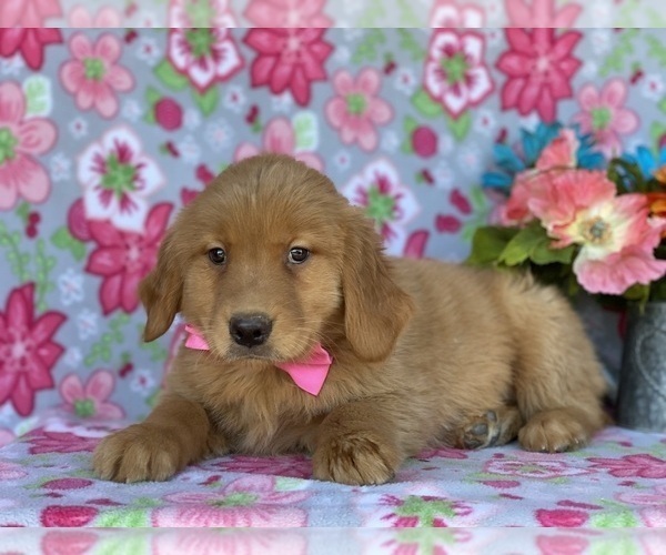 Medium Photo #3 Golden Retriever Puppy For Sale in LANCASTER, PA, USA