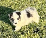 Small #18 Shetland Sheepdog