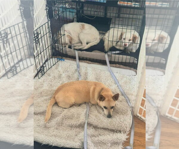 Medium Photo #12 Mutt Puppy For Sale in Lake Forest, CA, USA