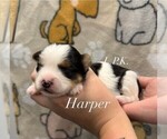 Image preview for Ad Listing. Nickname: Harper