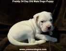 Small Photo #103 Dogo Argentino Puppy For Sale in PINEVILLE, MO, USA