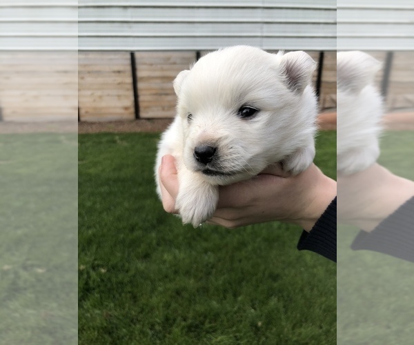 Medium Photo #10 Miniature American Eskimo Puppy For Sale in OREGON CITY, OR, USA