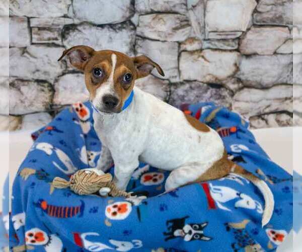 Medium Photo #6 Jack Russell Terrier-Unknown Mix Puppy For Sale in Kennesaw, GA, USA