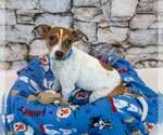 Small #5 Jack Russell Terrier Mix