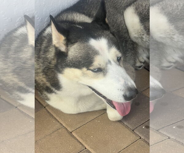 Medium Photo #2 Siberian Husky Puppy For Sale in Miami, FL, USA