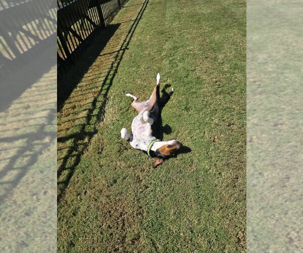 Medium Photo #4 Beagle-Unknown Mix Puppy For Sale in Mooresville, NC, USA