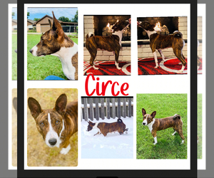 Mother of the Basenji puppies born on 11/24/2024