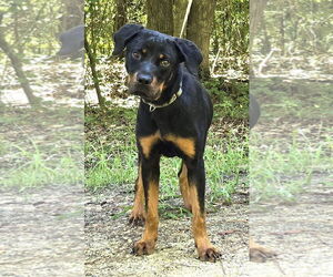 Rottweiler-Unknown Mix Dogs for adoption in Wetumpka, AL, USA