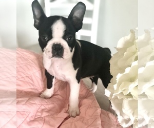 Boston Terrier Puppy for sale in MOSELLE, MS, USA