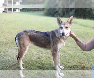 Huskies -Unknown Mix Dogs for adoption in Crystal, MN, USA