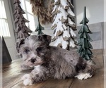 Small Photo #8 Schnauzer (Miniature) Puppy For Sale in FLORENCE, SD, USA
