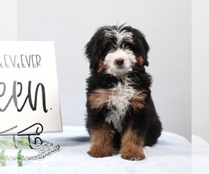 Bernedoodle (Miniature) Puppy for sale in LIVINGSTON, WI, USA