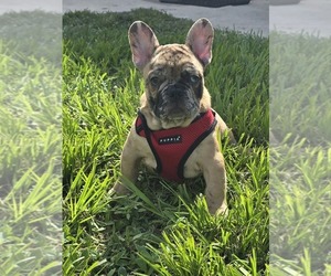 French Bulldog Puppy for sale in NORTH PORT, FL, USA
