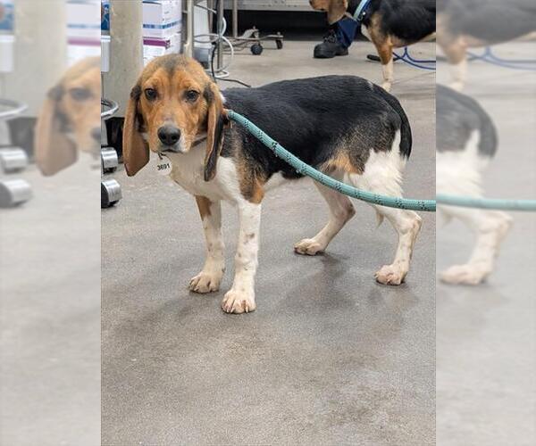 Medium Photo #1 Beagle Puppy For Sale in Forestville, MD, USA