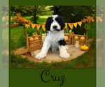 Image preview for Ad Listing. Nickname: Cruz