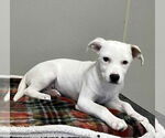 Small #2 Mutt